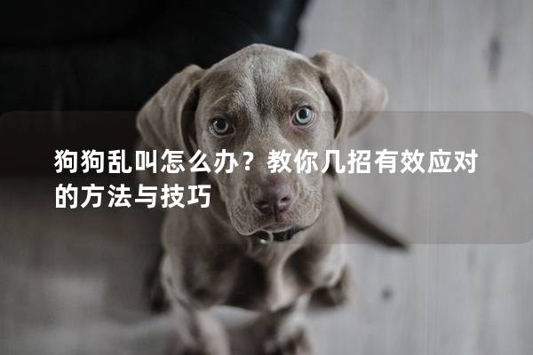 狗狗乱叫怎么办？教你几招有效应对的方法与技巧