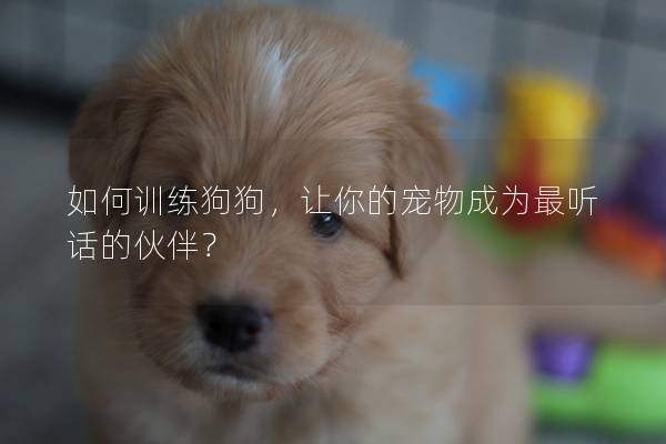 如何训练狗狗，让你的宠物成为最听话的伙伴？