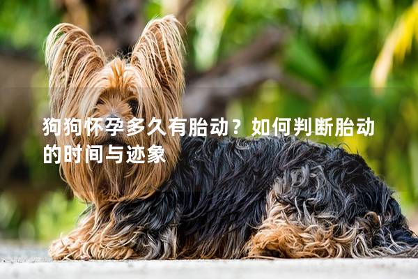 狗狗怀孕多久有胎动？如何判断胎动的时间与迹象