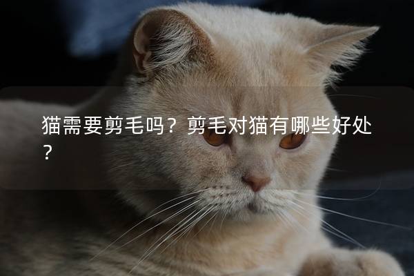 猫需要剪毛吗？剪毛对猫有哪些好处？