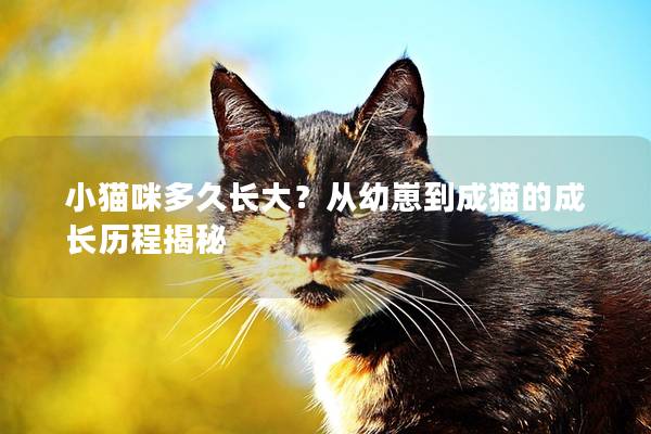 小猫咪多久长大？从幼崽到成猫的成长历程揭秘