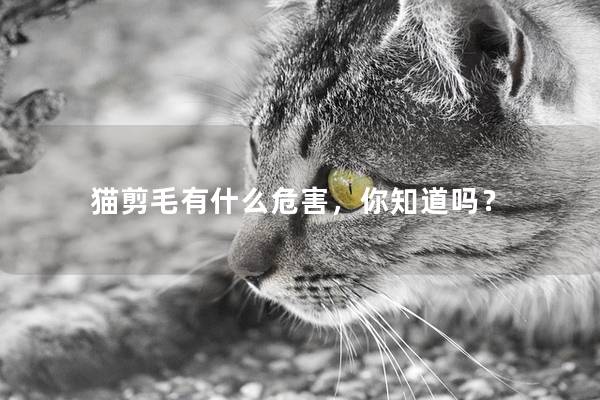 猫剪毛有什么危害，你知道吗？