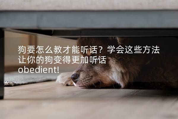 狗要怎么教才能听话？学会这些方法让你的狗变得更加听话 obedient!