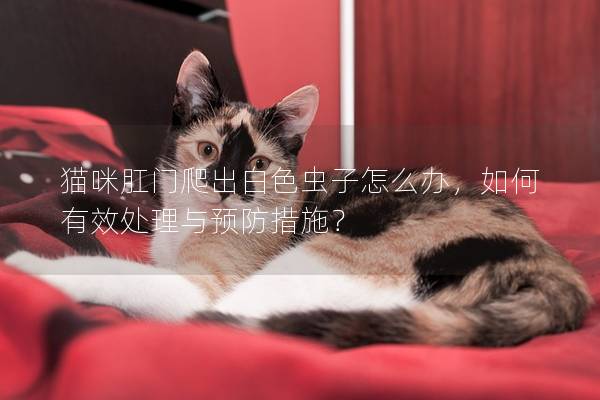 猫咪肛门爬出白色虫子怎么办，如何有效处理与预防措施？