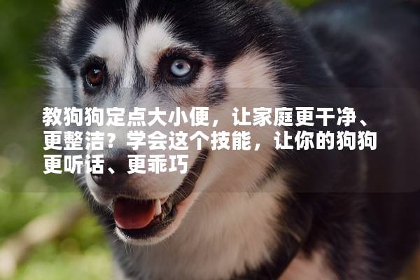 教狗狗定点大小便，让家庭更干净、更整洁？学会这个技能，让你的狗狗更听话、更乖巧