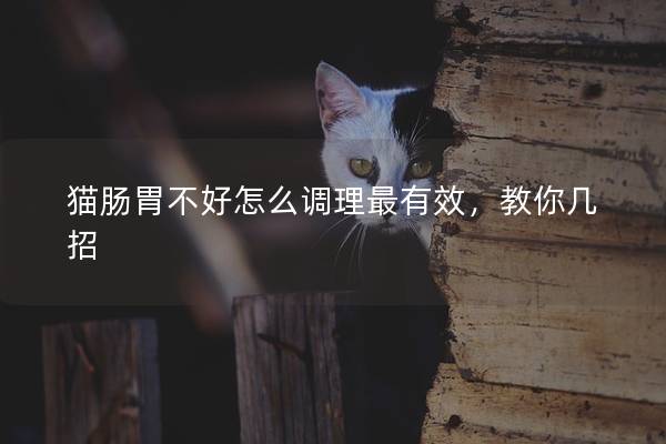 猫肠胃不好怎么调理最有效，教你几招