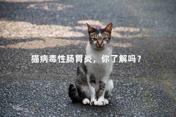 猫病毒性肠胃炎，你了解吗？