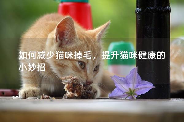 如何减少猫咪掉毛，提升猫咪健康的小妙招