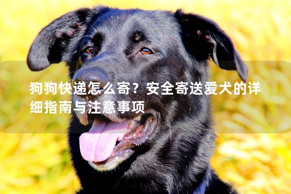 狗狗快递怎么寄？安全寄送爱犬的详细指南与注意事项