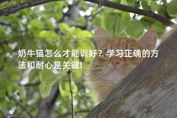 奶牛猫怎么才能训好？学习正确的方法和耐心是关键!