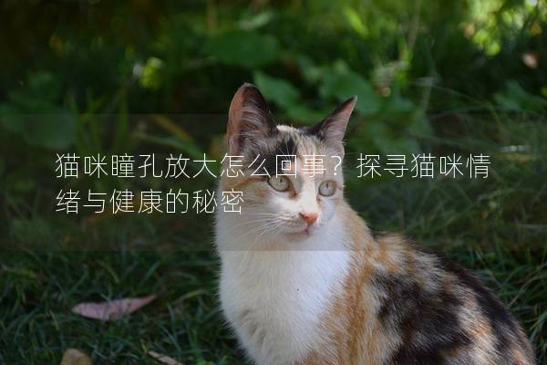 猫咪瞳孔放大怎么回事？探寻猫咪情绪与健康的秘密