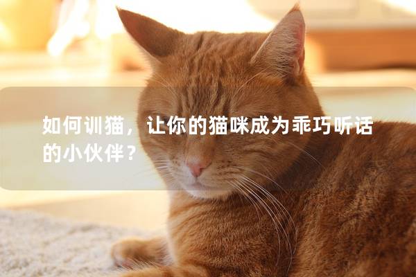 如何训猫，让你的猫咪成为乖巧听话的小伙伴？