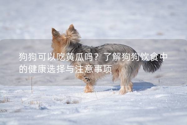 狗狗可以吃黄瓜吗？了解狗狗饮食中的健康选择与注意事项