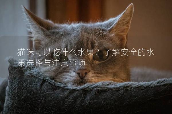 猫咪可以吃什么水果？了解安全的水果选择与注意事项