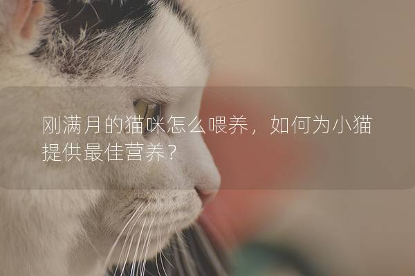 刚满月的猫咪怎么喂养，如何为小猫提供最佳营养？