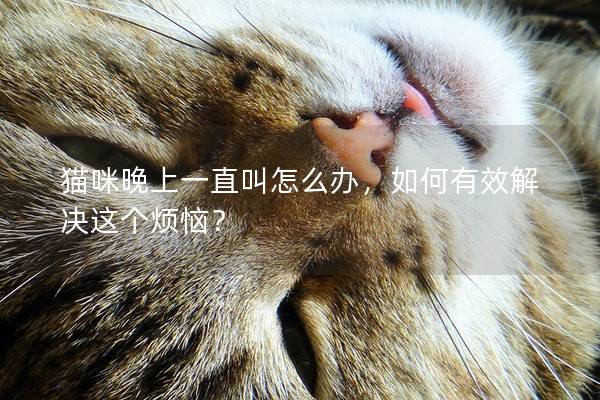 猫咪晚上一直叫怎么办，如何有效解决这个烦恼？