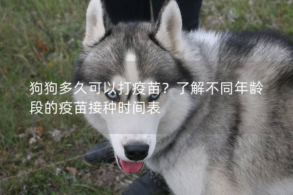 狗狗多久可以打疫苗？了解不同年龄段的疫苗接种时间表