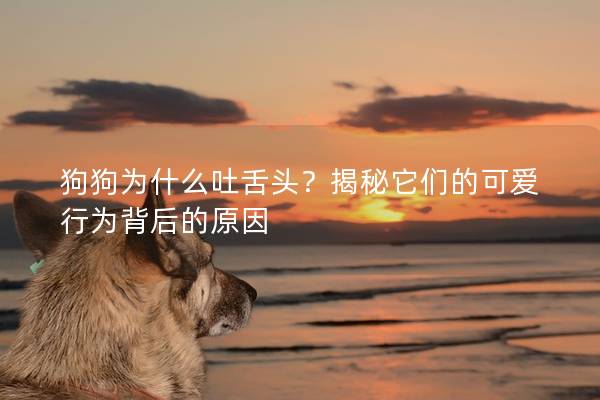 狗狗为什么吐舌头？揭秘它们的可爱行为背后的原因