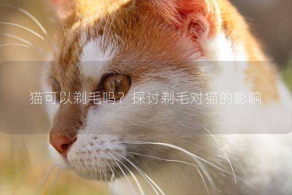 猫可以剃毛吗？探讨剃毛对猫的影响