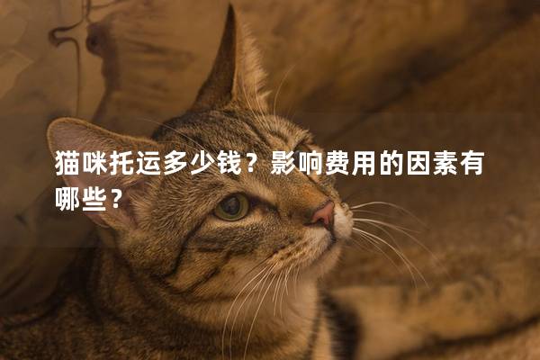 猫咪托运多少钱？影响费用的因素有哪些？