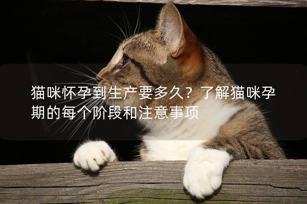 猫咪怀孕到生产要多久？了解猫咪孕期的每个阶段和注意事项