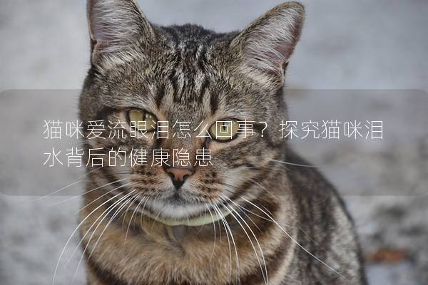 猫咪爱流眼泪怎么回事？探究猫咪泪水背后的健康隐患