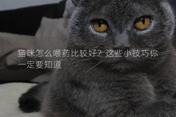 猫咪怎么喂药比较好？这些小技巧你一定要知道