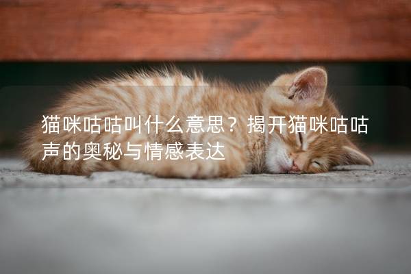 猫咪咕咕叫什么意思？揭开猫咪咕咕声的奥秘与情感表达