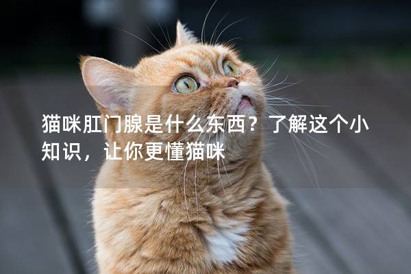 猫咪肛门腺是什么东西？了解这个小知识，让你更懂猫咪