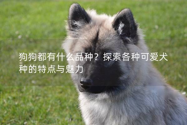 狗狗都有什么品种？探索各种可爱犬种的特点与魅力