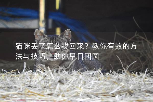 猫咪丢了怎么找回来？教你有效的方法与技巧，助你早日团圆