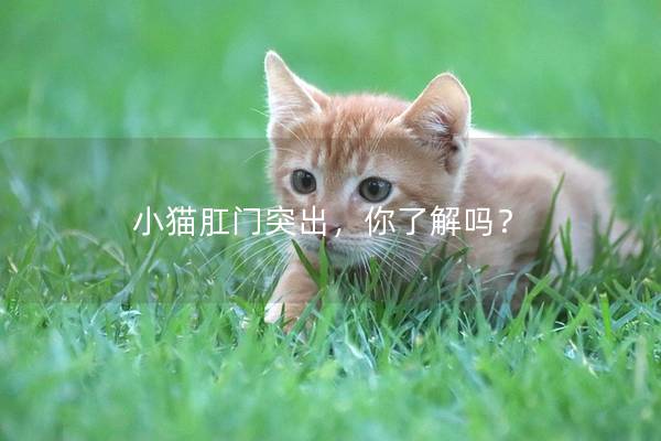 小猫肛门突出，你了解吗？