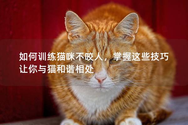 如何训练猫咪不咬人，掌握这些技巧让你与猫和谐相处