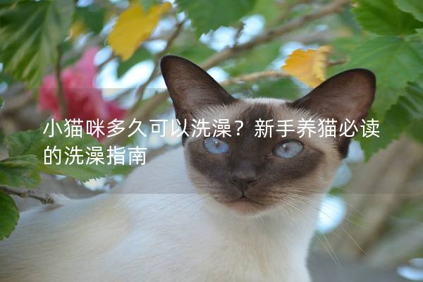 小猫咪多久可以洗澡？新手养猫必读的洗澡指南