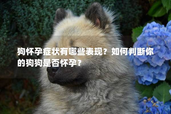 狗怀孕症状有哪些表现？如何判断你的狗狗是否怀孕？