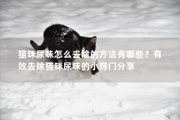 猫咪尿味怎么去除的方法有哪些？有效去除猫咪尿味的小窍门分享