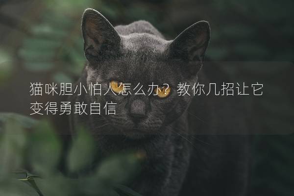 猫咪胆小怕人怎么办？教你几招让它变得勇敢自信