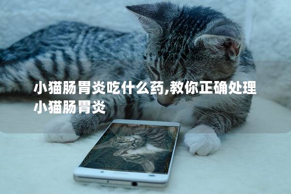 小猫肠胃炎吃什么药,教你正确处理小猫肠胃炎