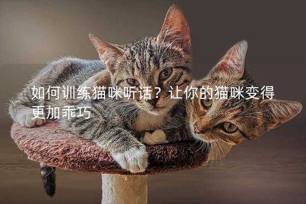 如何训练猫咪听话？让你的猫咪变得更加乖巧