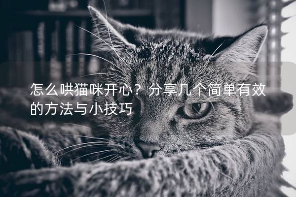 怎么哄猫咪开心？分享几个简单有效的方法与小技巧