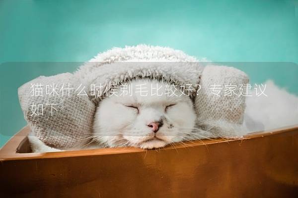 猫咪什么时候剃毛比较好？专家建议如下