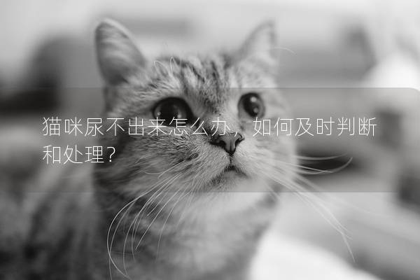 猫咪尿不出来怎么办，如何及时判断和处理？