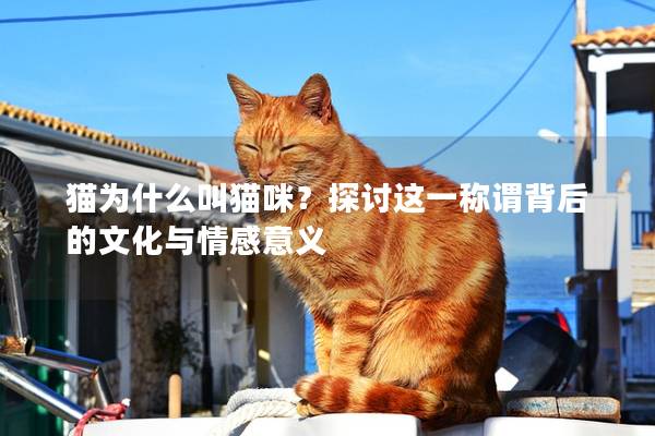 猫为什么叫猫咪？探讨这一称谓背后的文化与情感意义