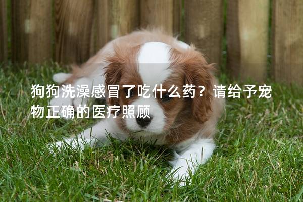 狗狗洗澡感冒了吃什么药？请给予宠物正确的医疗照顾