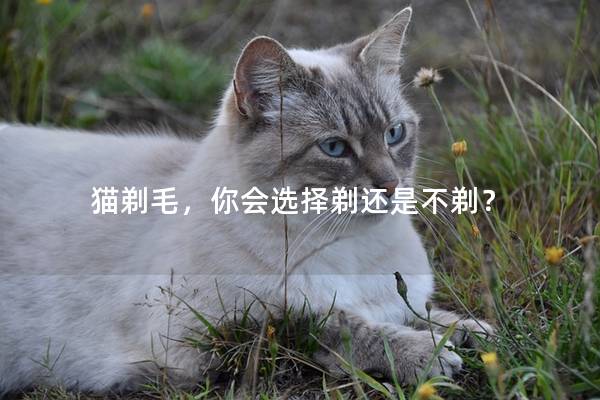 猫剃毛，你会选择剃还是不剃？