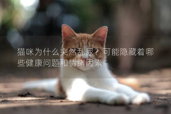 猫咪为什么突然乱尿？可能隐藏着哪些健康问题和情绪因素