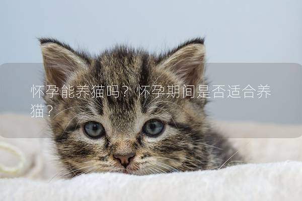 怀孕能养猫吗？怀孕期间是否适合养猫？