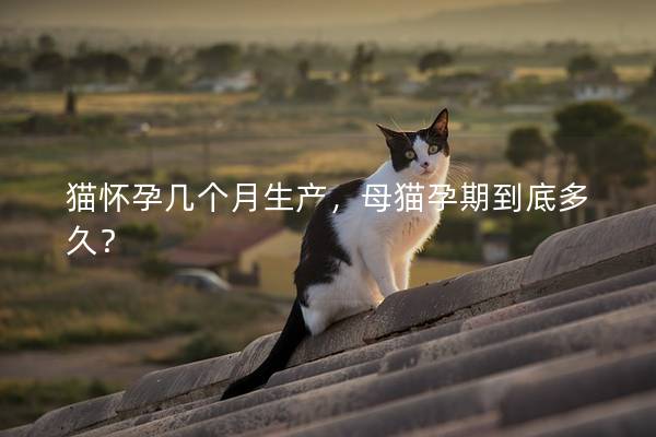 猫怀孕几个月生产，母猫孕期到底多久？