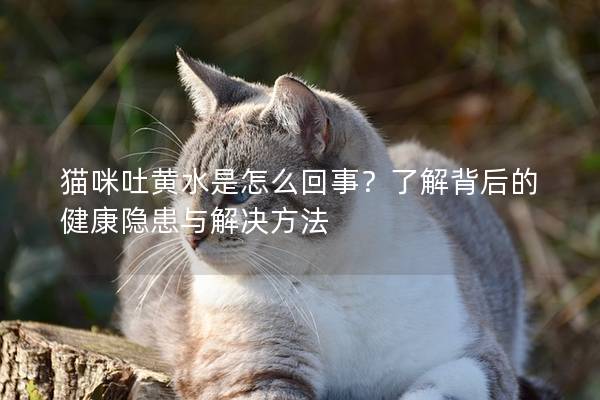 猫咪吐黄水是怎么回事？了解背后的健康隐患与解决方法