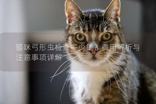 猫咪弓形虫检查多少钱？费用解析与注意事项详解